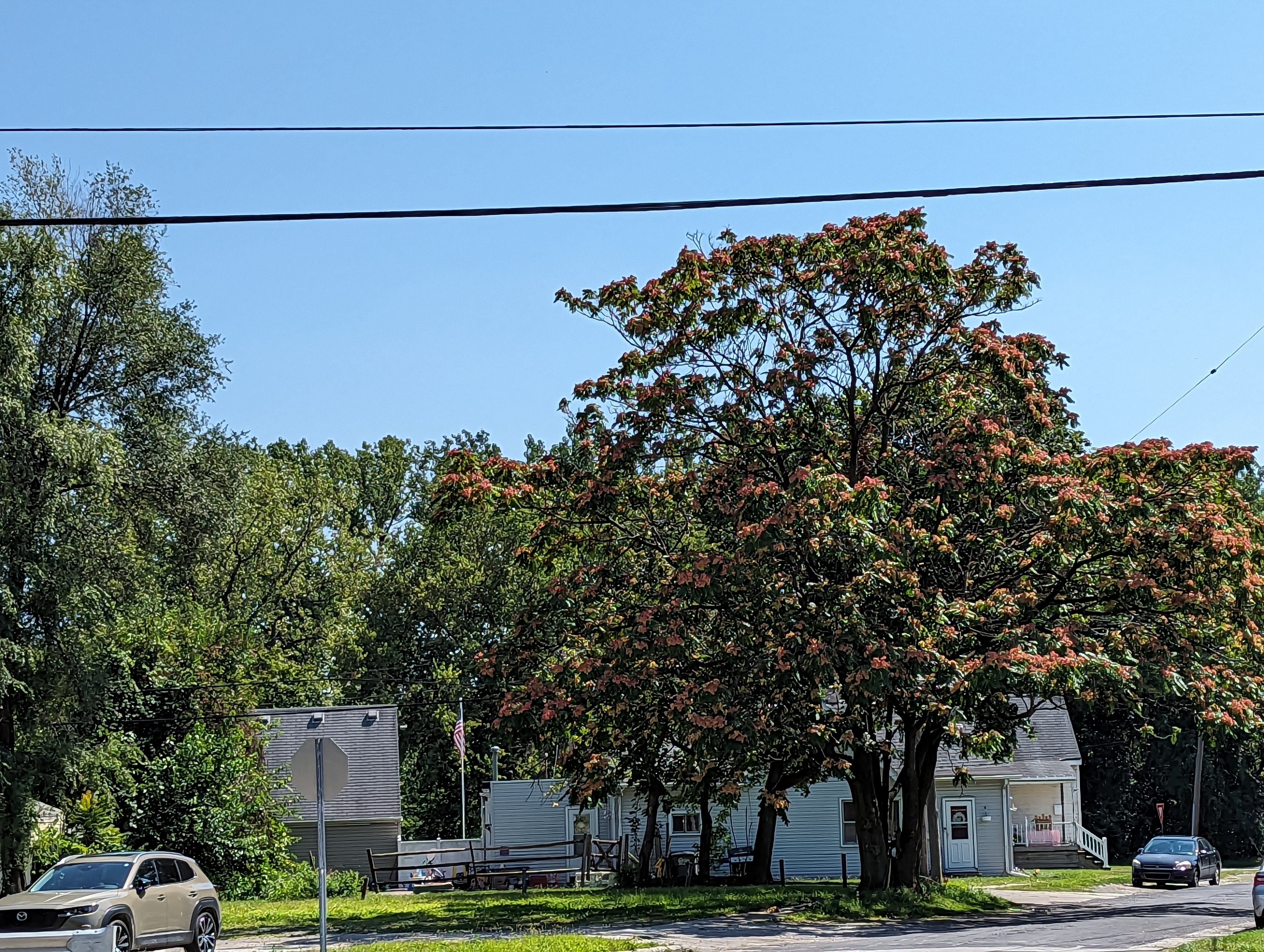 Large, live tree of heaven near homes.